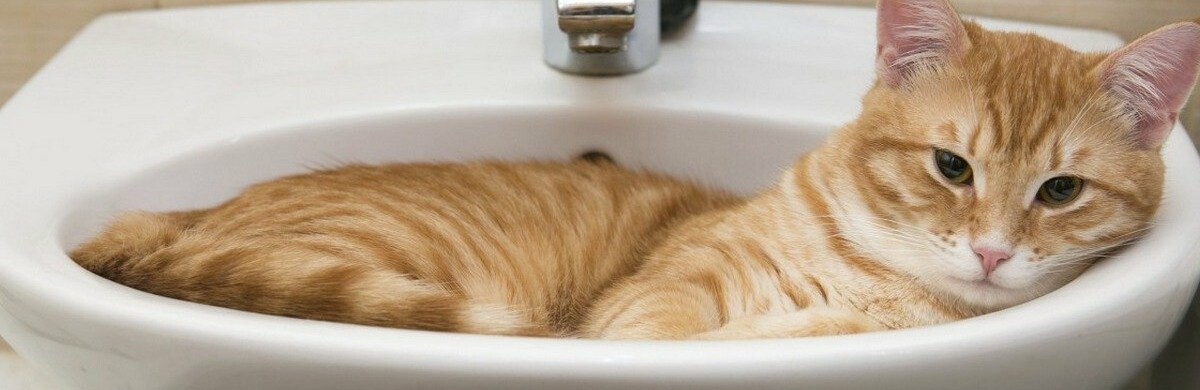 Де у Чернівцях не буде води більше ніж добу