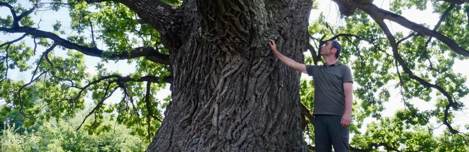 На Буковині стоїть 600-річний дуб: де знаходиться