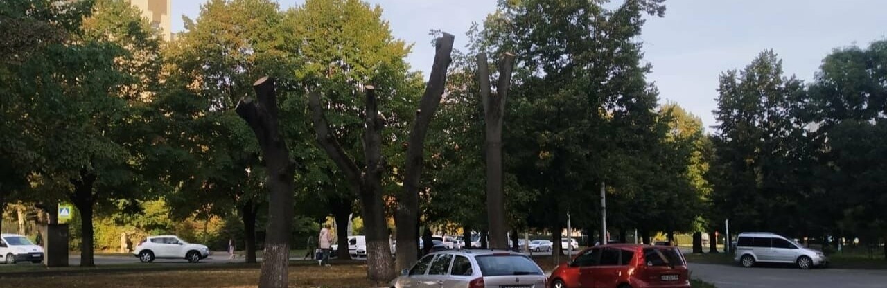 Як у Чернівцях здорові дерева постраждали через підприємця