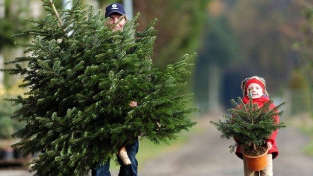 Де купити ялинку у Чернівцях: список адрес