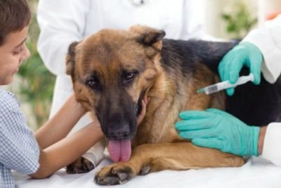 Де у Чернівцях можна безкоштовно вакцинувати тварину від сказу