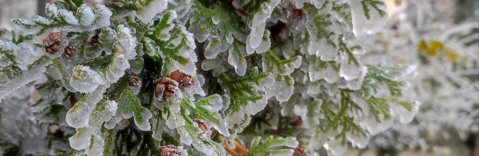 Хмари з проясненнями сніг з дощем - погода у Чернівцях на тиждень