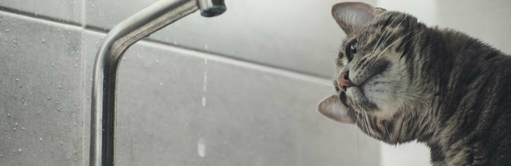 Головна без води: у Чернівцях замінюють трубопровід