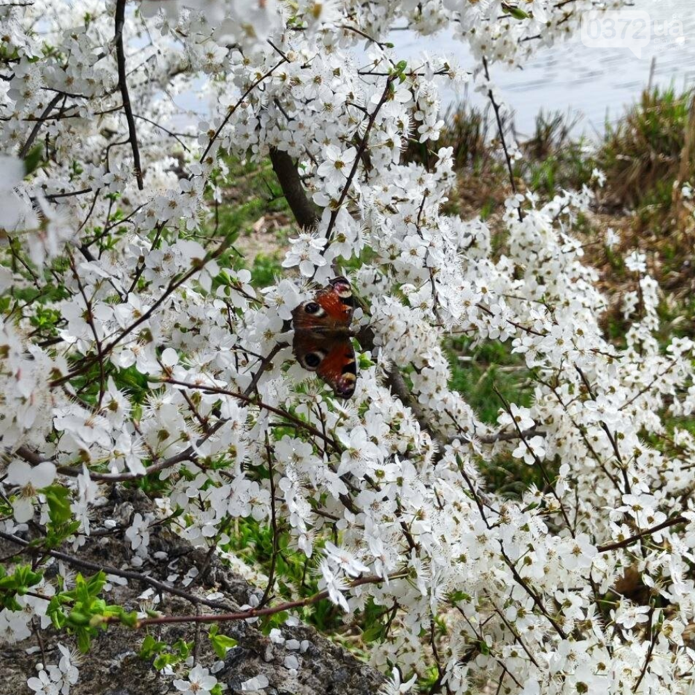 Весна в Чернівцях
