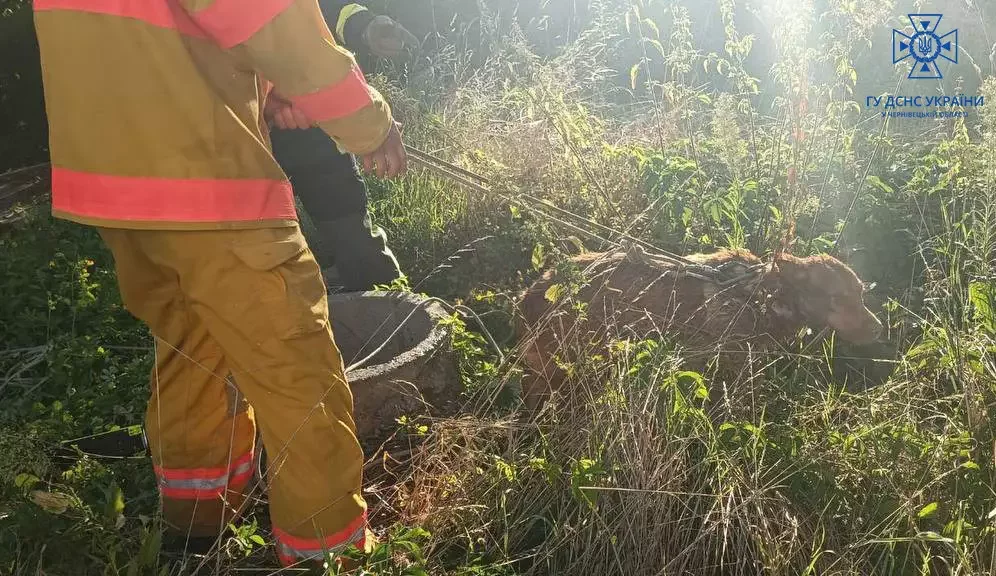 У Чернівцях собака впав у колодязь: рятувальники витягнули чотирилапого