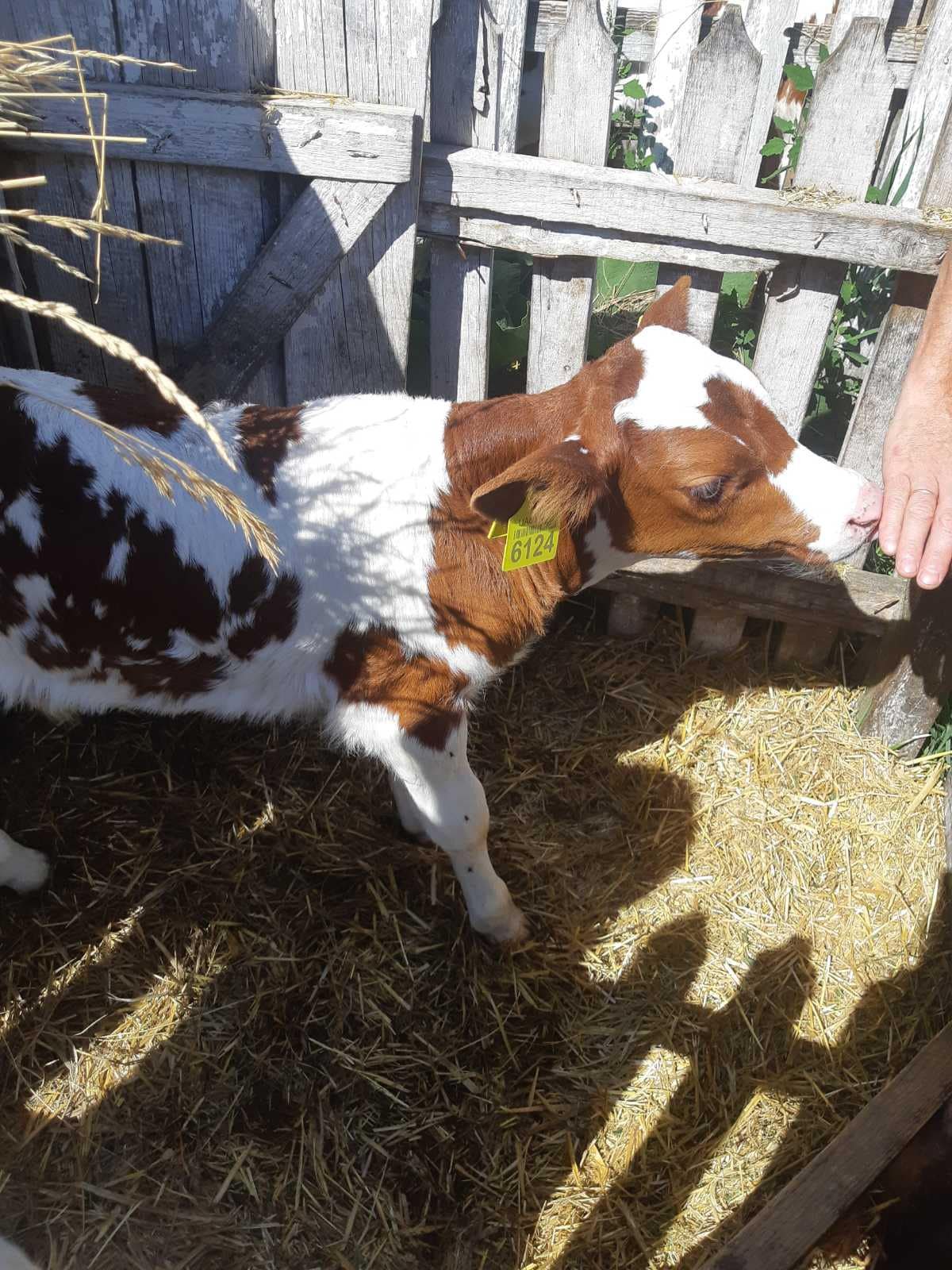 На Буковині в кооперативі утримують майже тисячу голів рогатої худоби: виробляють молоко та м'ясо