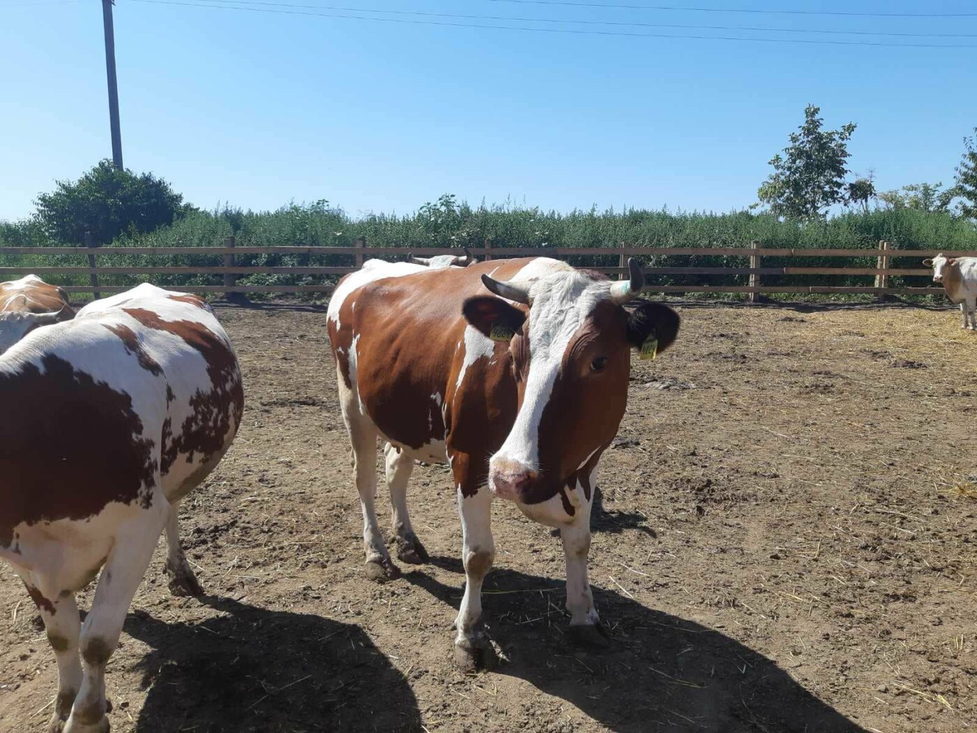 На Буковині в кооперативі утримують майже тисячу голів рогатої худоби: виробляють молоко та м'ясо