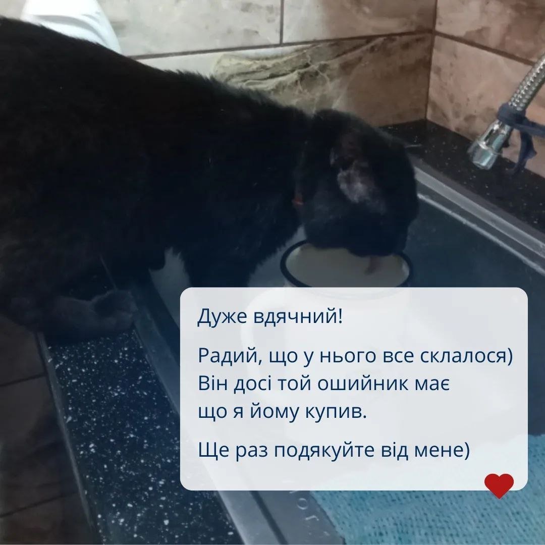Порятунок кота Костянтина - фото зі сторінки UAnimals