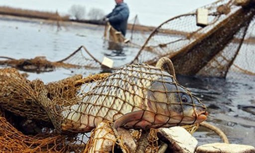 Троє буковинців нестимуть кримінальну відповідальність за браконьєрство