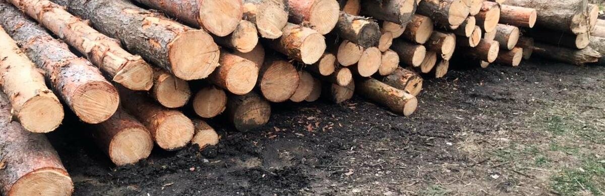 Зрізали дерева і закопували пні: на Буковині викрили лісівників