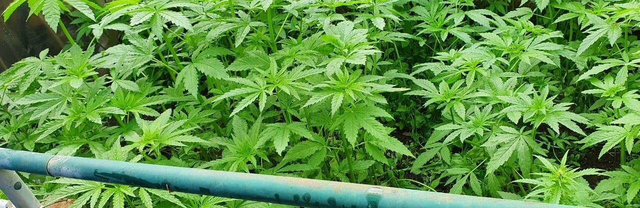 Пів тисячі рослин коноплі: буковинцям оголошено підозру у збуті наркотиків