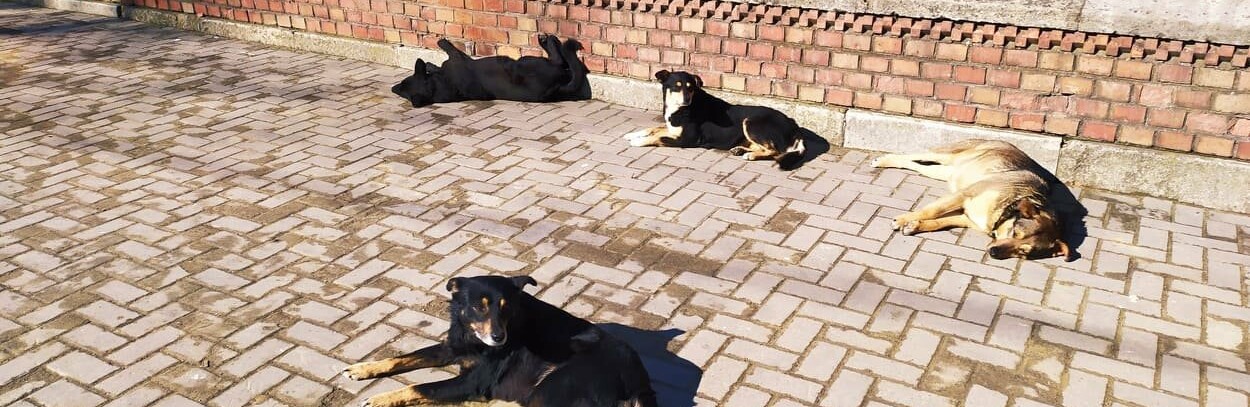 У Чернівцях мобільна ветклініка безкоштовно стерилізує безпритульних і домашніх собак 