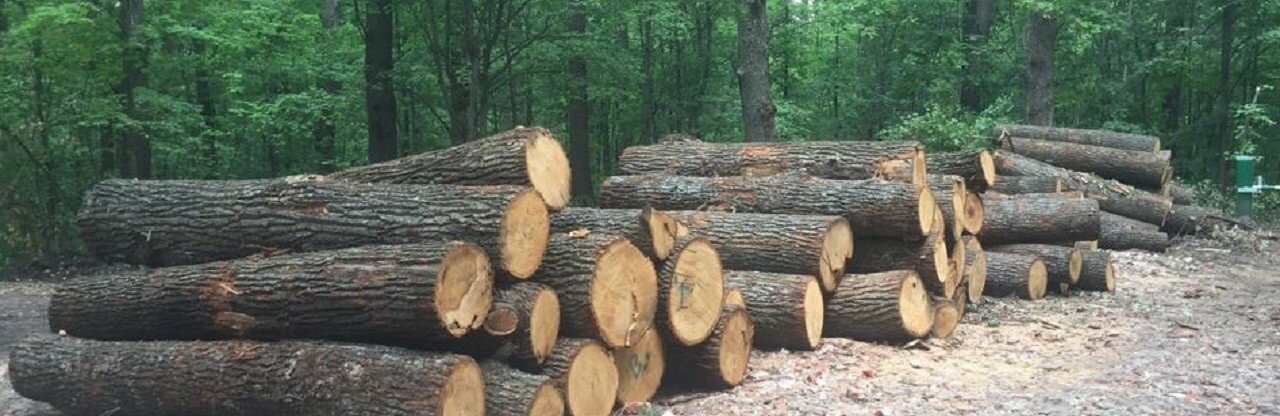 Незаконна вирубка дерев у національному парку 