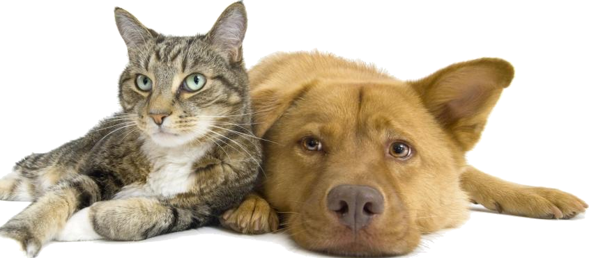 dog-and-cat